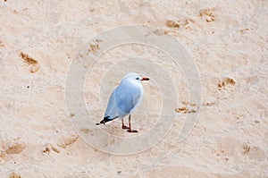 Silver seagull standing on the sand
