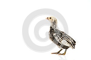 Silver Sebright bantam hen isolated on white