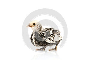 Silver Sebright bantam hen isolated on white