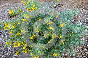 Silver Senna Shrubs in Xeriscaping photo