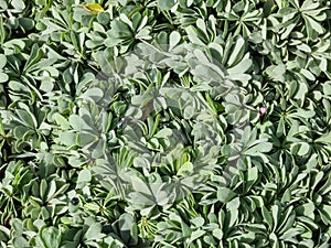 Silver Shamrock (Oxalus adenophylla) forming clump of finely incised gray-green leaves flowering with solitary, bright