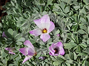 Silver Shamrock (Oxalus adenophylla) forming a dense of finely incised gray-green leaves flowering with solitary, bright