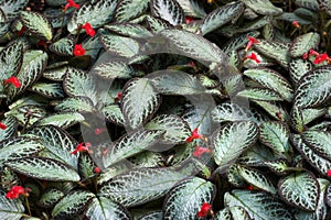 The Silver Sheen hybrid of Flame violet, or Episcia cupreata in a garden