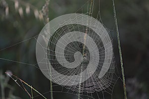 silver shining spiderweb in a meadow