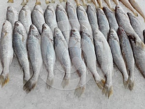 Silver Sillago fishes