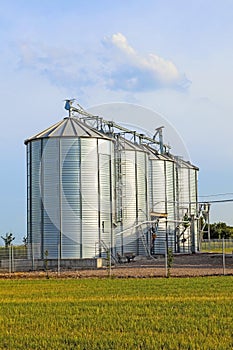 Silver silos in corn field