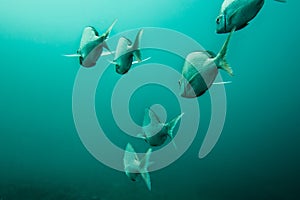 Silver slinger fish swimming away. photo