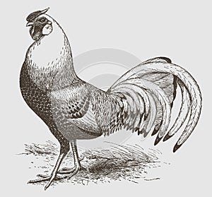 Silver-spangled Hamburg cock with long flowing tail