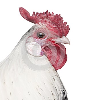 A Silver Spangled Hamburg rooster (1 year old)
