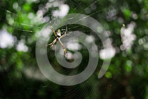 Silver spider Common species of South America photo