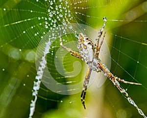 Silver spider on the web with water drops -  Argiope argentata in the web macro photo