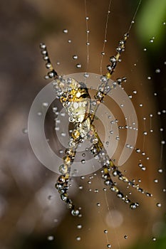 Silver spider in the web with water drops close up - Argiope argentata in the web macro photo