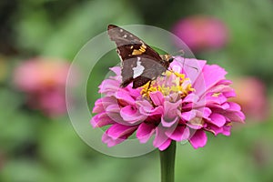 Silver spotted butterfly on pink zinnia with yellow stamens