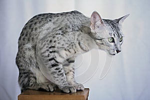 Silver spotted Egyptian Mau on a pedestal