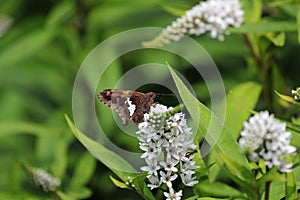 Silver-spotted skipper