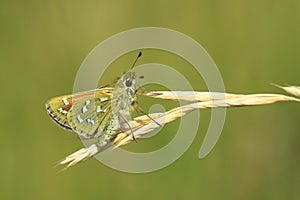 Silver-spotted skipper