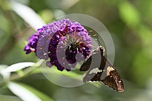 Silver Spotted Skipper