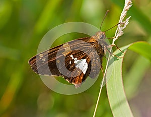 Silver-spotted Skipper