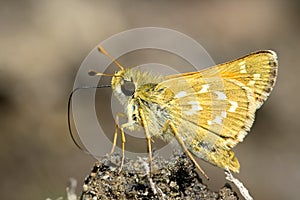 Silver-spotted Skipper