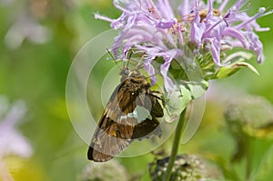 Silver-spotted Skipper on Bee-balm