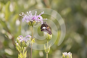 Silver spotted skipper on bergamot