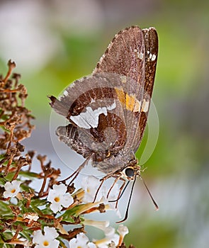 Silver-Spotted Skipper Butterfly