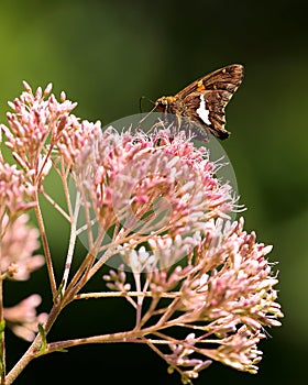 Silver-spotted skipper butterfly