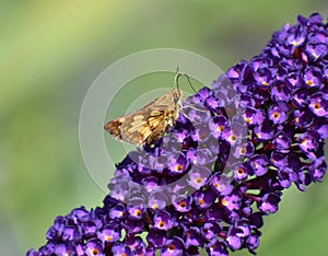 Silver Spotted Skipper Butterfly