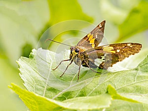 Silver spotted skipper butterfly