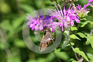 Silver Spotted Skipper Butterfly