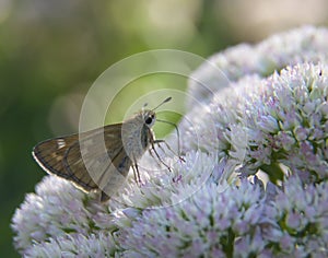 Silver Spotted Skipper Butterfly