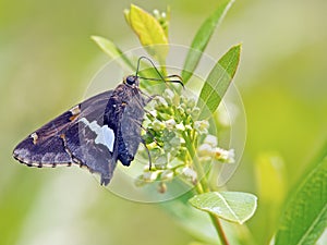 Silver-spotted Skipper Butterfly