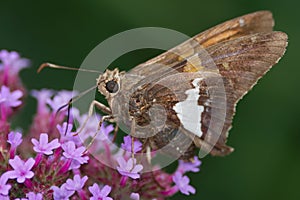 Silver-spotted Skipper - Epargyreus clarus