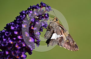 Silver Spotted Skipper Butterfly eating on Butterfly Bush