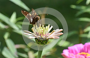 Silver Spotted Skipper butterfly Epargyreus clarus