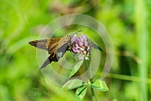 A Silver Spotted Skipper Butterfly, Epargyreus clarus