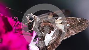 A Silver Spotted Skipper Butterfly (Epargyreus clarus) drinking nectar from a pink dianthus flower.