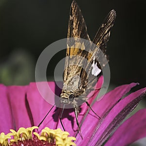 A Silver Spotted Skipper Butterfly & x28;Epargyreus clarus& x29; drinking nectar from a pink zinnia flower.