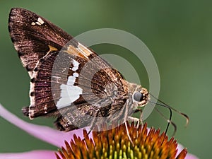 Silver-spotted Skipper Butterfly (Epargyreus clarus) on a pink coneflower.