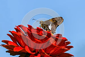 Silver-spotted skipper butterfly or Epargyreus clarus on red Zinnia flower.