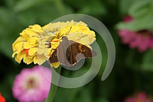 Silver Spotted Skipper Butterfly on Flower