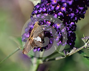 Silver Spotted Skipper butterfly in garden