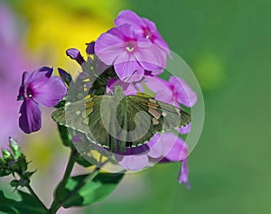 Silver Spotted Skipper butterfly on garden Phlox