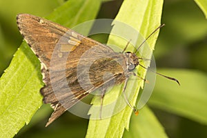 Silver-spotted skipper butterfly in a meadow in Connecticut.