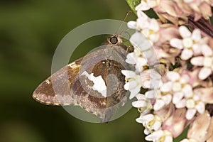 Silver-spotted skipper butterfly on milkweed flower in Connecticut.