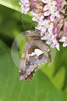 Silver-spotted skipper butterfly on milkweed flowers in Connecticut.