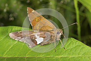 Silver-spotted skipper butterfly on milkweed leaf in Connecticut