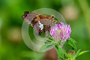 A silver spotted skipper butterfly pollinating clover.