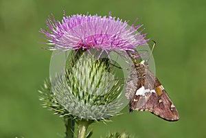 Silver-spotted Skipper Butterfly on Thistle