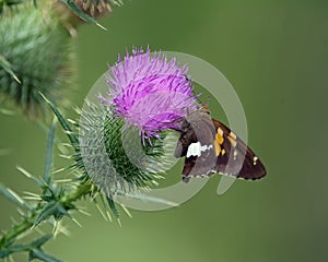 Silver Spotted Skipper butterfly on wild thistle